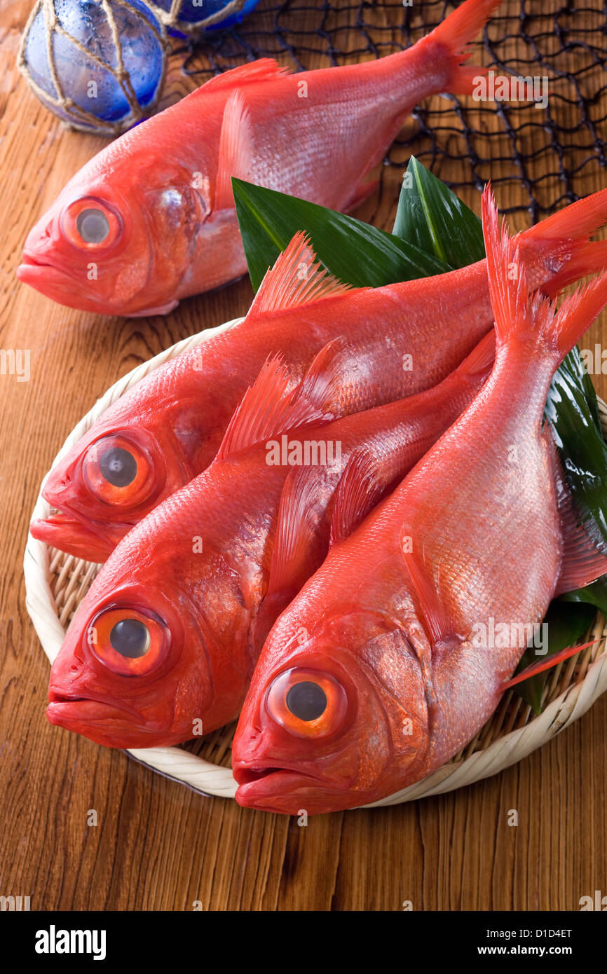 Herrliche Alfonsino Stockfoto