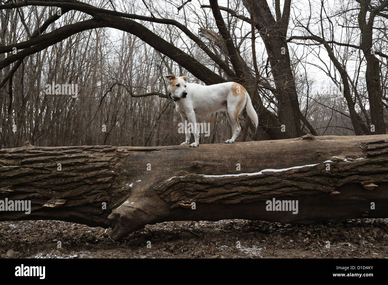 Ein Hund auf einen umgestürzten Baum im Wald steht. Stockfoto