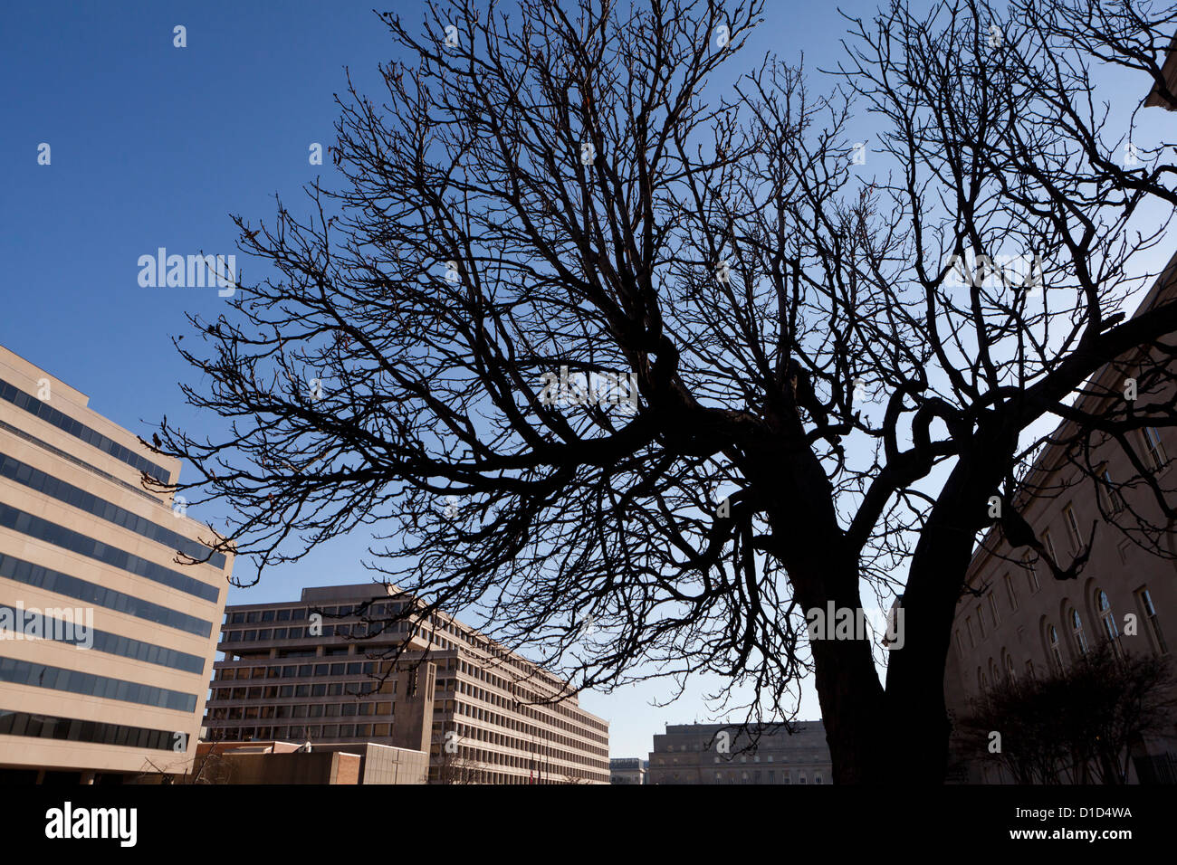 Alter Baum in der Stadt Stockfoto
