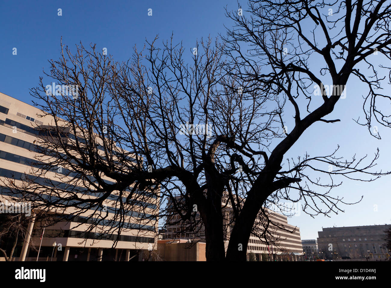 Alter Baum in der Stadt Stockfoto