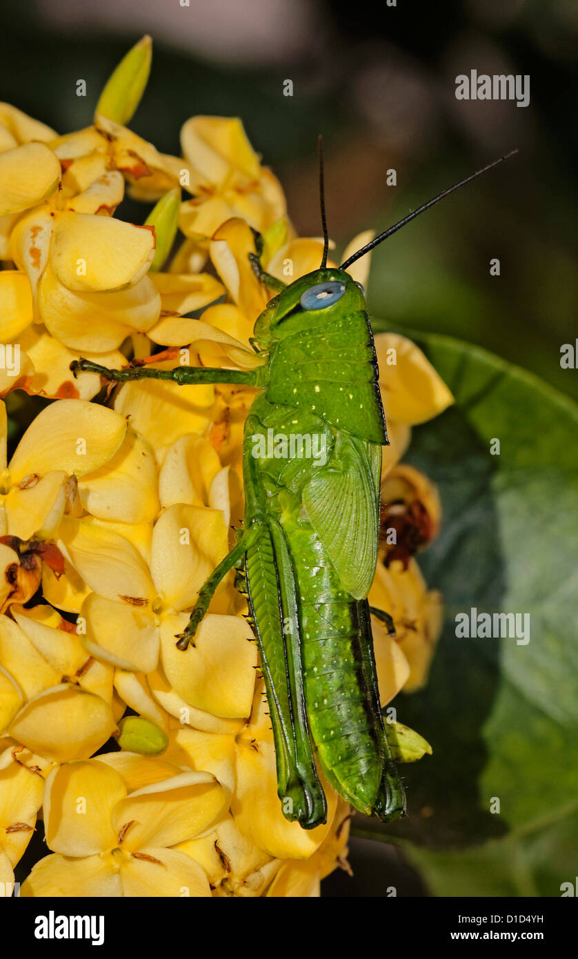 Leuchtend grüne Heuschrecke auf leuchtend gelben Blüten der Strauch Ixora chinensis Stockfoto
