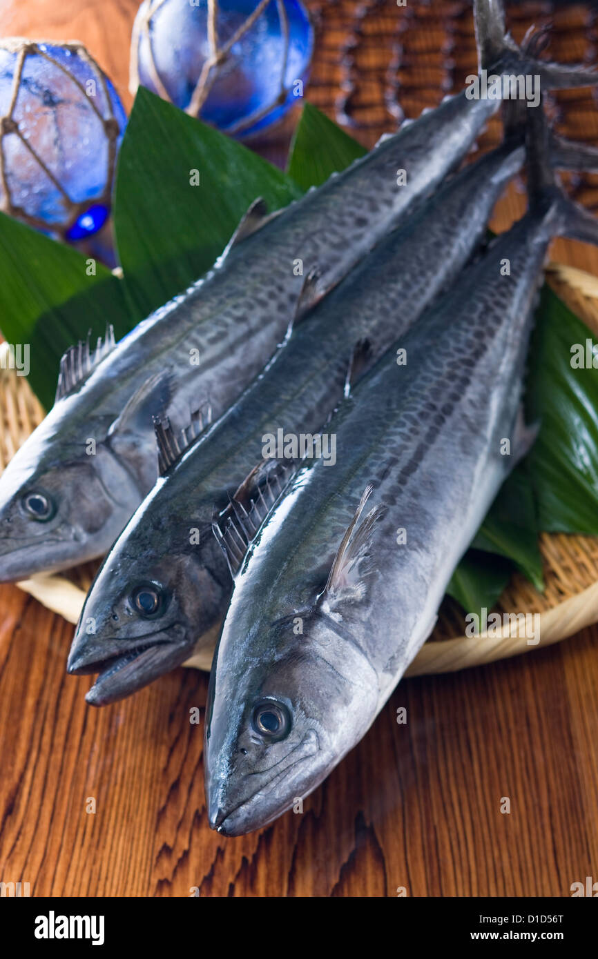 Japanische spanische Makrele Stockfoto