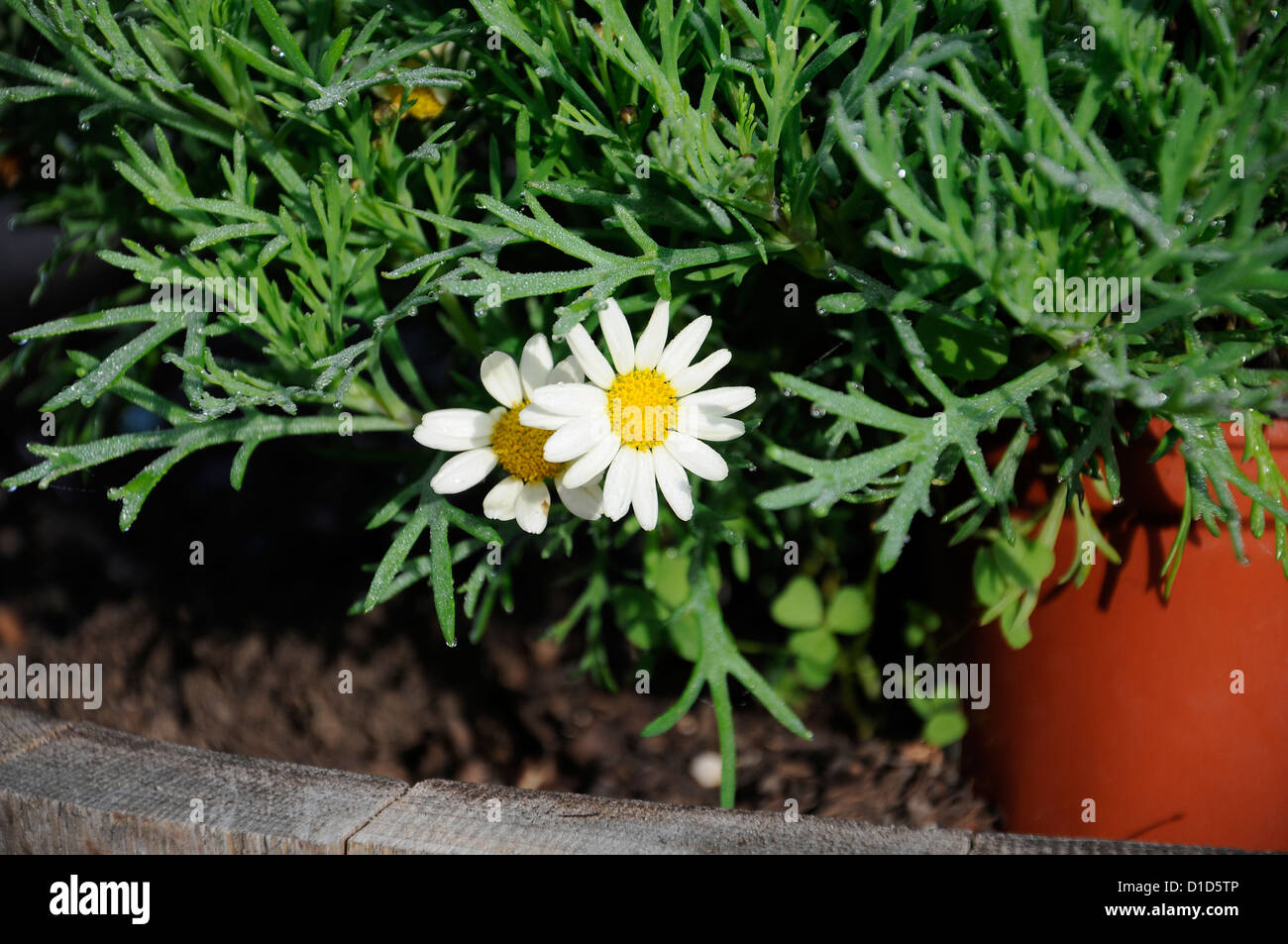 Flor con Petalos Blancos Cubierta del Rocio De La Mañana. Stockfoto
