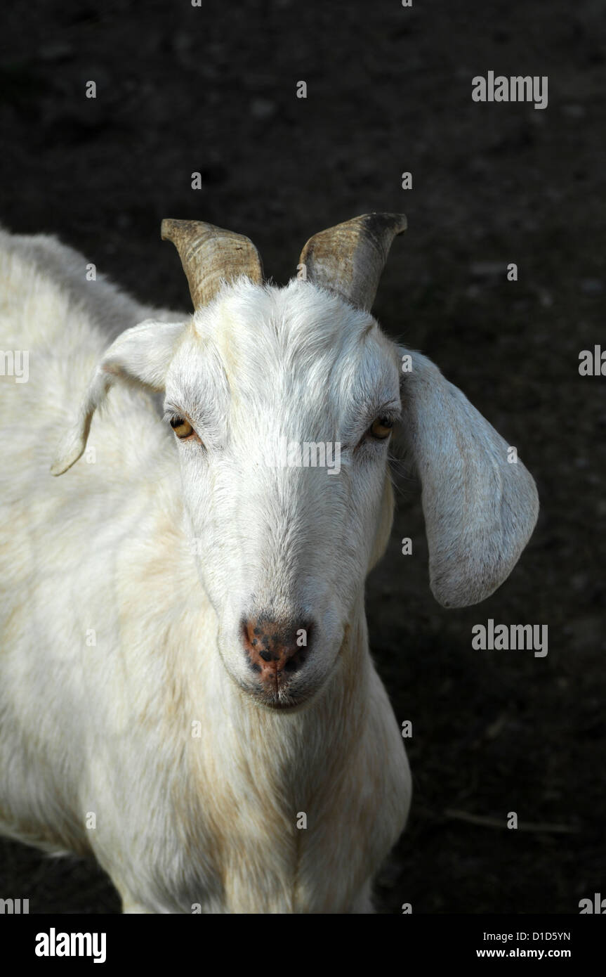 Eine Nanny goat Stockfoto