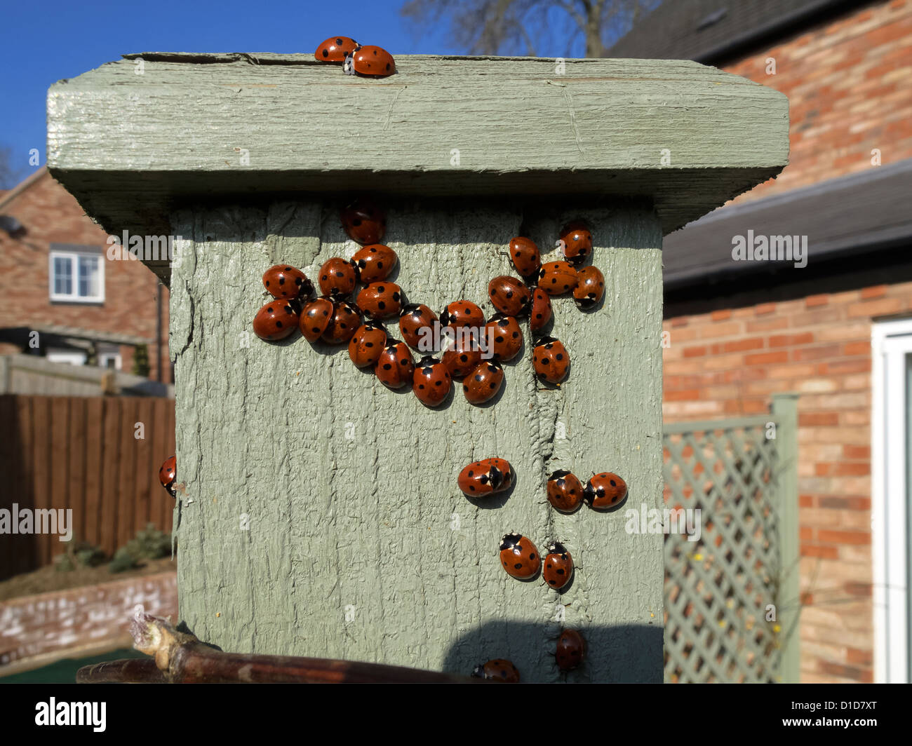 Eine Verliebtheit von 7 Fleck 'Coccinella septempunctata' Marienkäfer erwärmen sich auf einem sonnenbeschienenen Fencepost, Leicestershire, England, Großbritannien Stockfoto