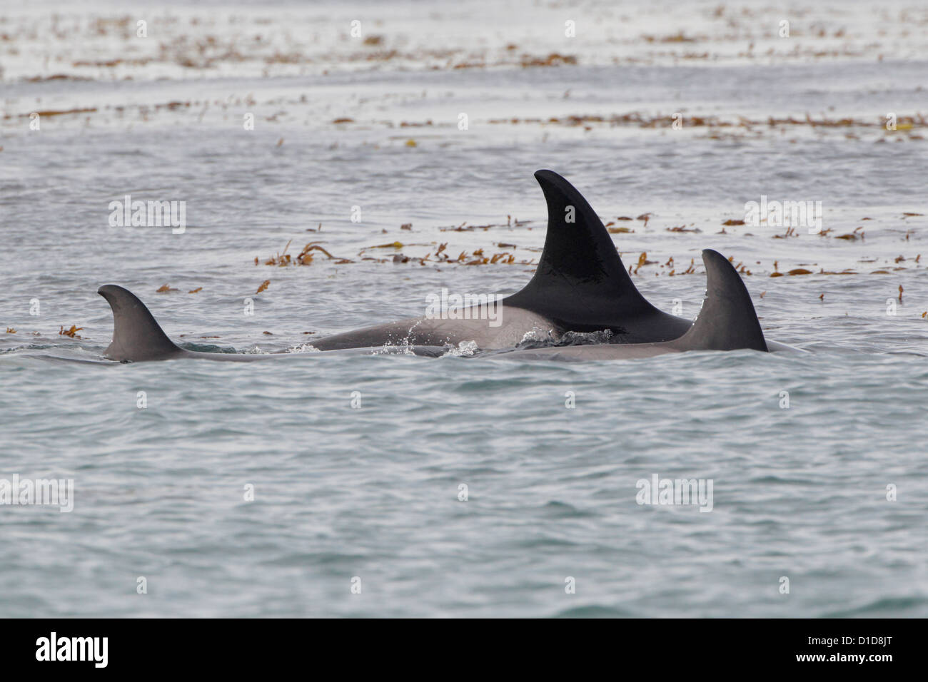 Killerwale patrouillieren am Strand Sea Lion Island Stockfoto