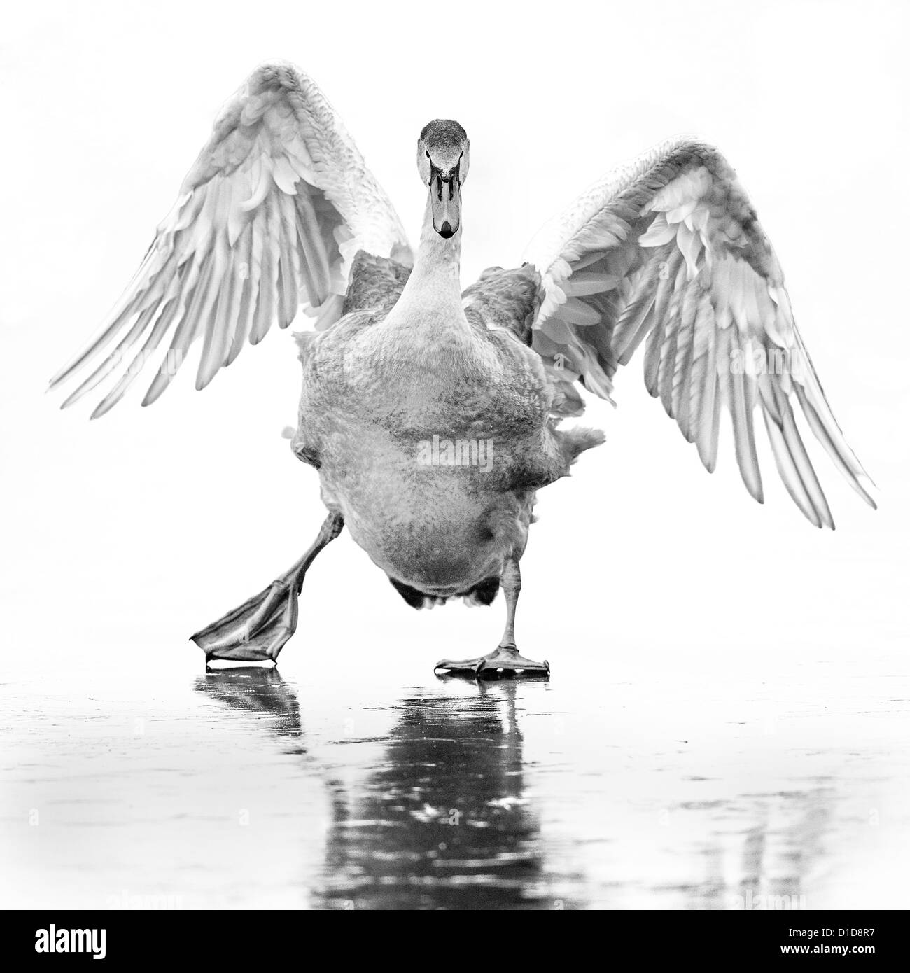 Ein junger Höckerschwan (Cygnus Olor) rutscht über auf einem zugefrorenen See in Lee Valley, England. Monochromes Bild. Stockfoto