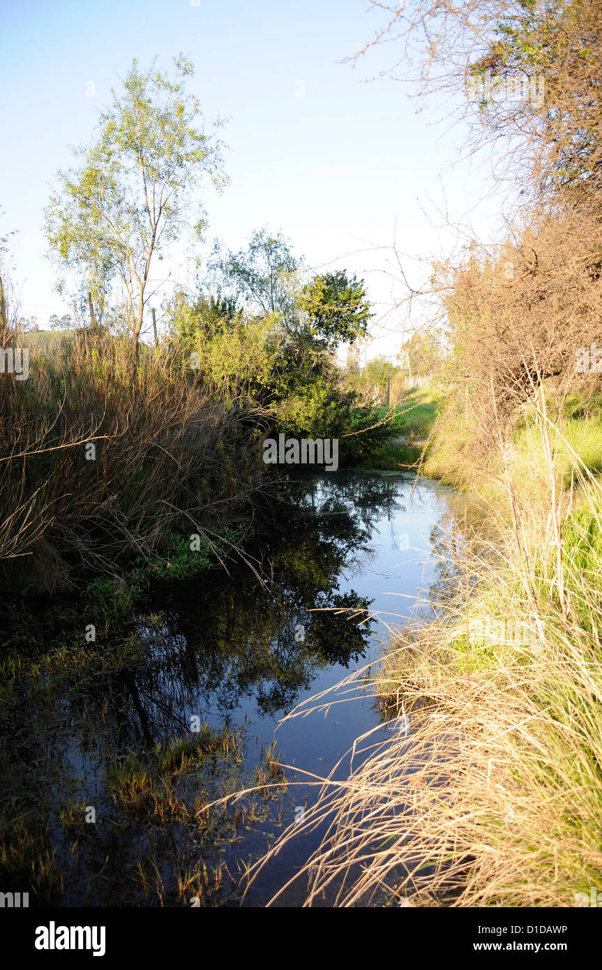 Feuchtgebiet Tierwelt Stockfoto