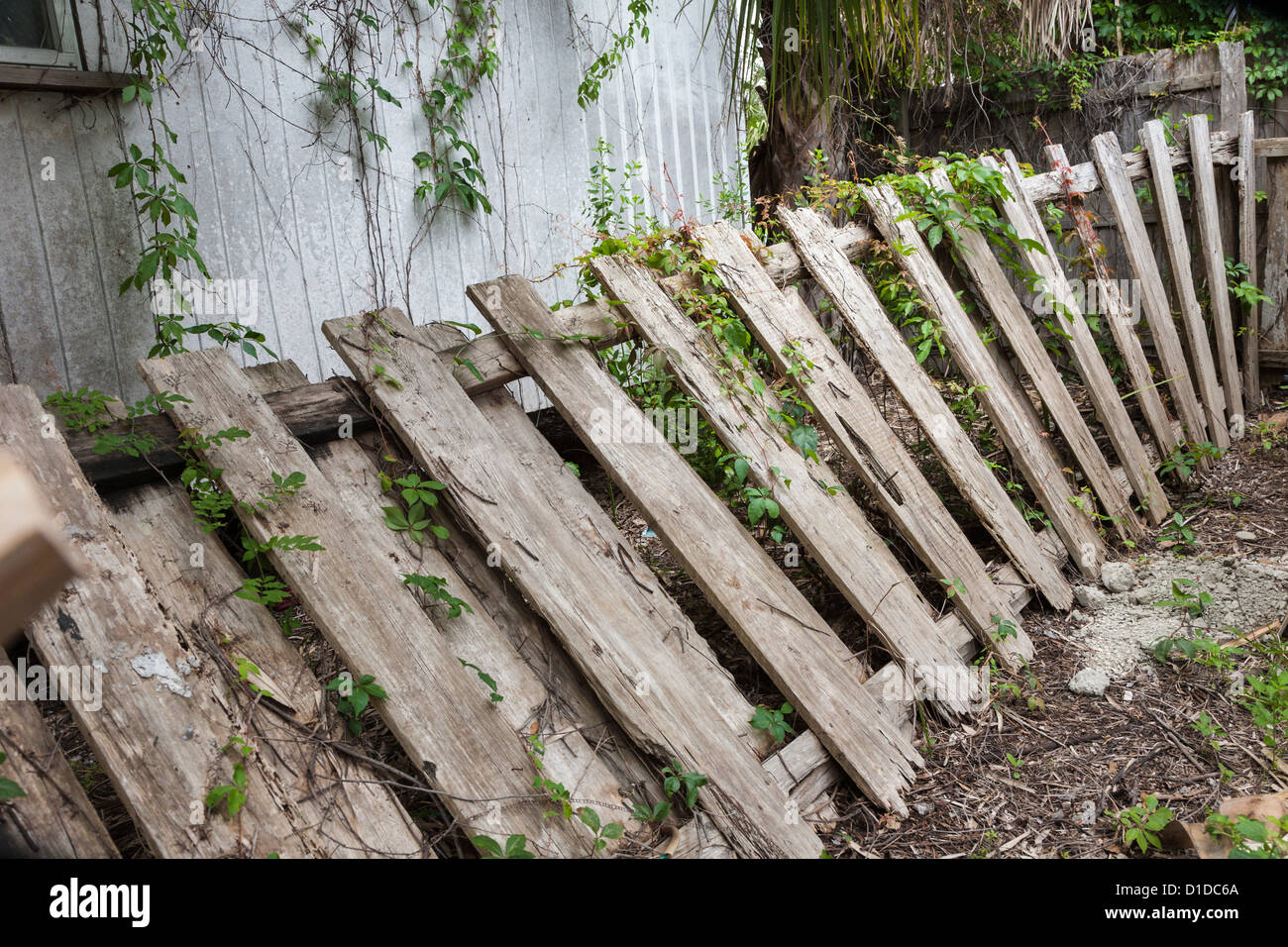 Alten verwitterten Zaun gelehnt auf der einen Seite mit grüner Vegetation aus Reben Stockfoto