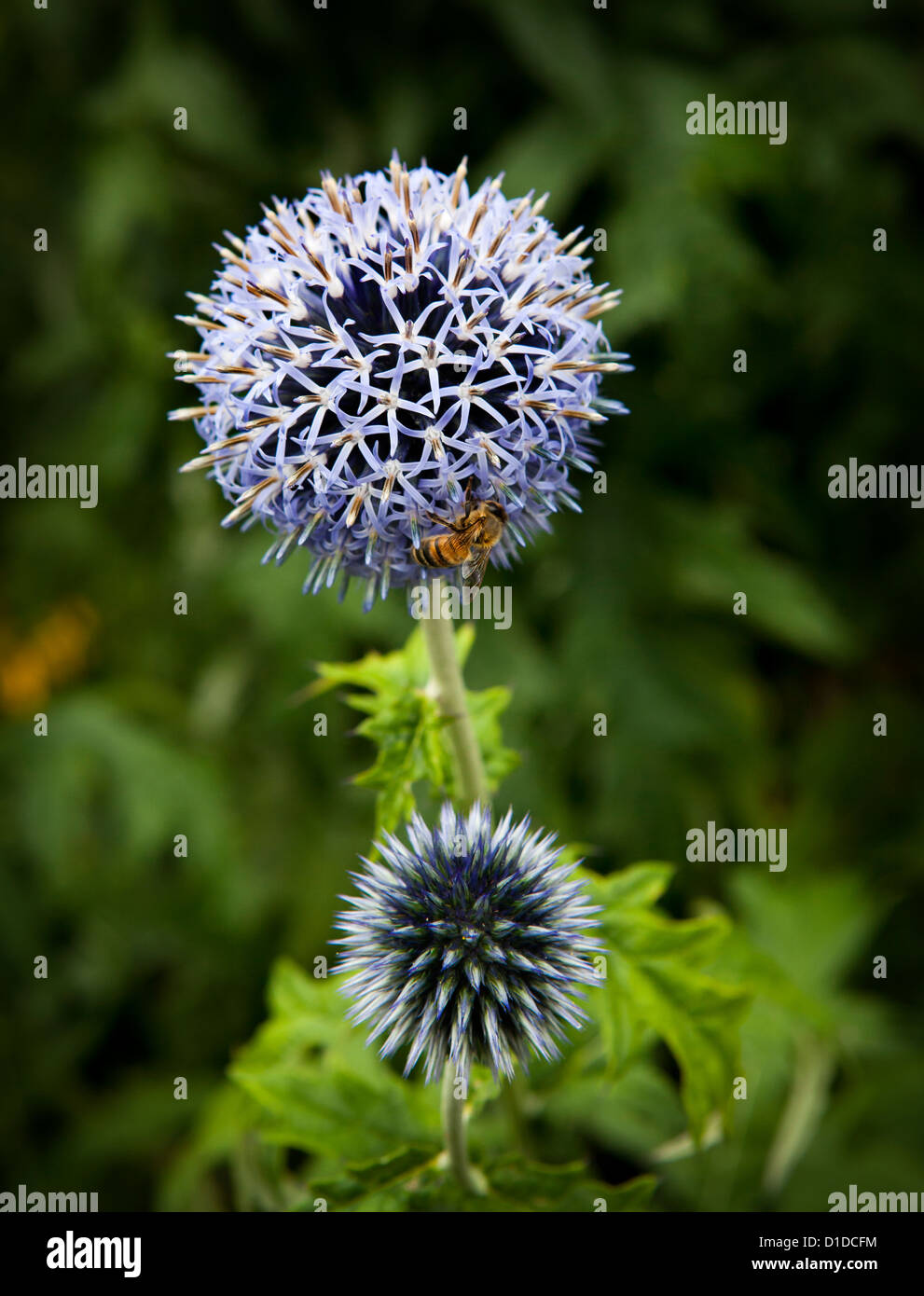 Taplow Blue (Echinops Bannaticus) mit Honig Biene Fütterung Stockfoto