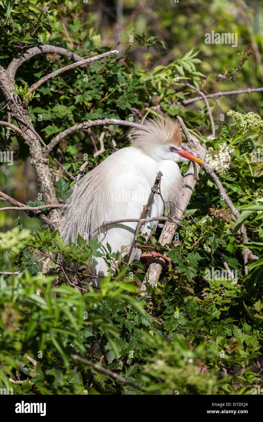 Kuhreiher (Bubulcus Ibis) im Gefieder thront im Baum in St. Augustine Alligator Farm Zoological Park, St. Augustine, Florida Stockfoto