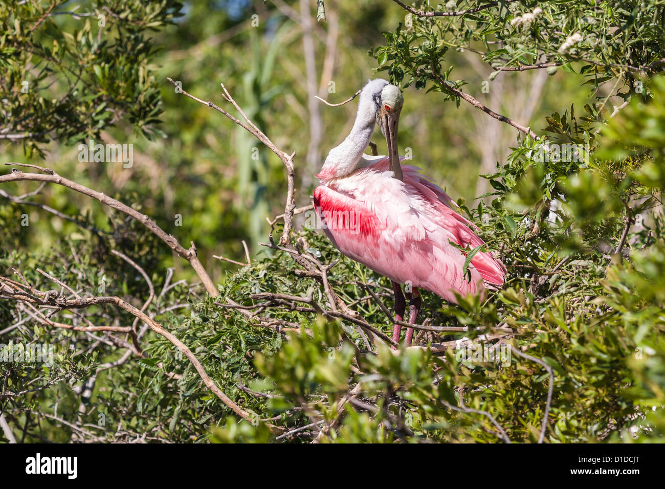 Rosige Löffler (Platalea Ajaja) thront im Baum in St. Augustine Alligator Farm Zoological Park in St. Augustine, Florida Stockfoto