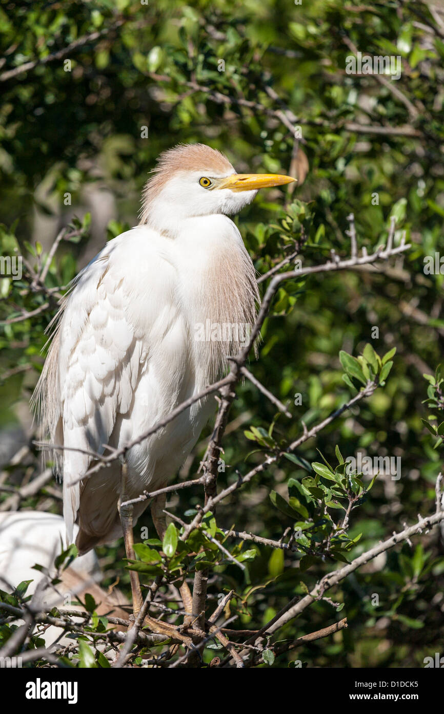 Kuhreiher (Bubulcus Ibis) im Gefieder thront im Baum in St. Augustine Alligator Farm Zoological Park, St. Augustine, Florida Stockfoto