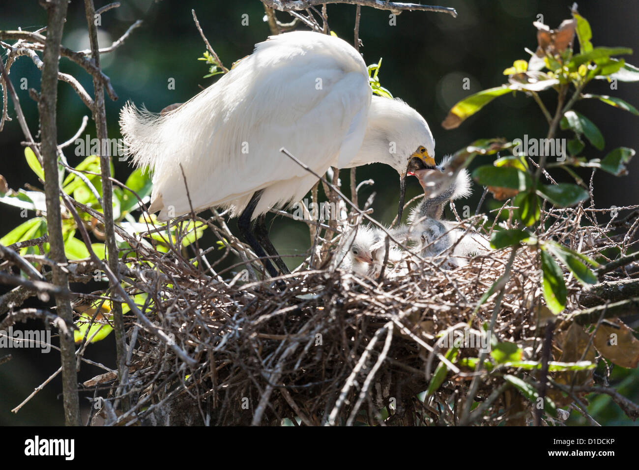 Snowy Silberreiher (Egretta unaufger) mit Gefieder Fütterung Küken in St. Augustine Alligator Farm Zoological Park, St. Augustine, Florida Stockfoto