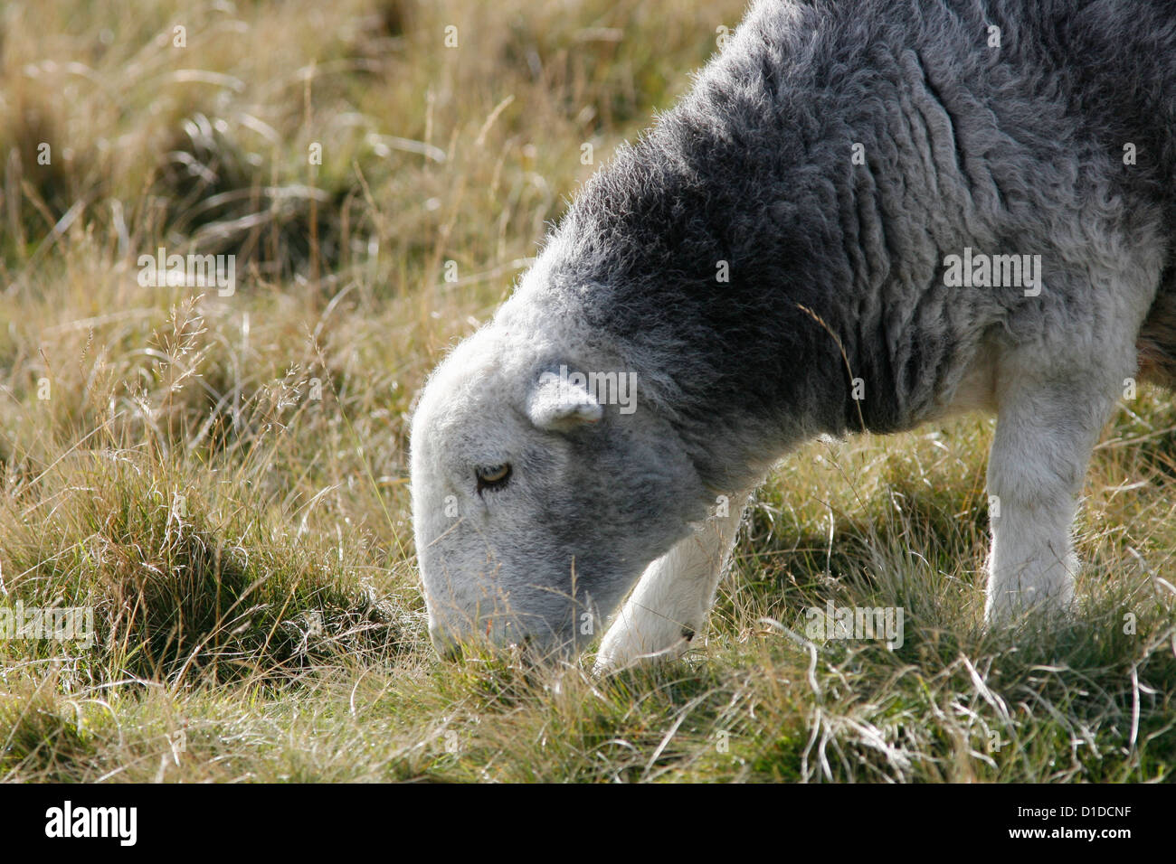 Puffball Stockfoto