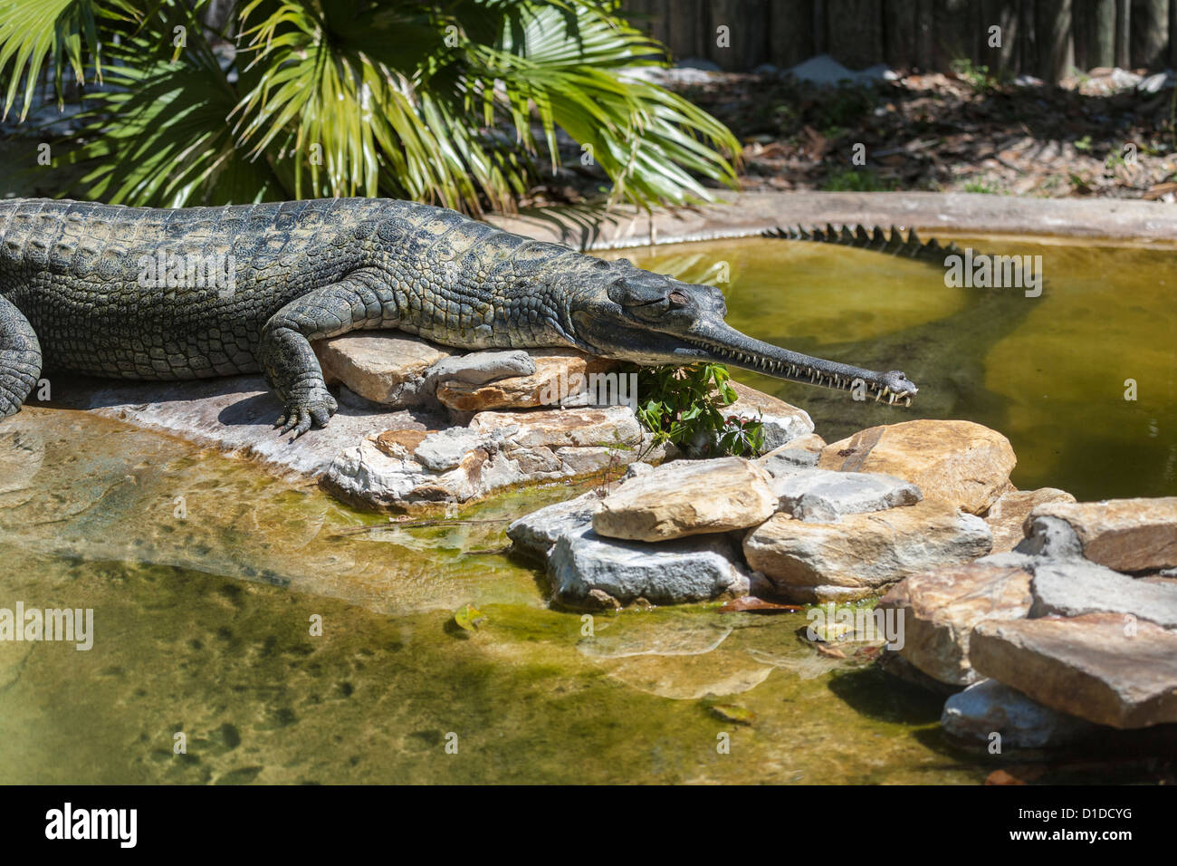Indische Gangesgavial (Gavialis Gangeticus) crocodilian Sonnen am Felsen in St. Augustine Alligator Farm Zoological Park, Florida Stockfoto
