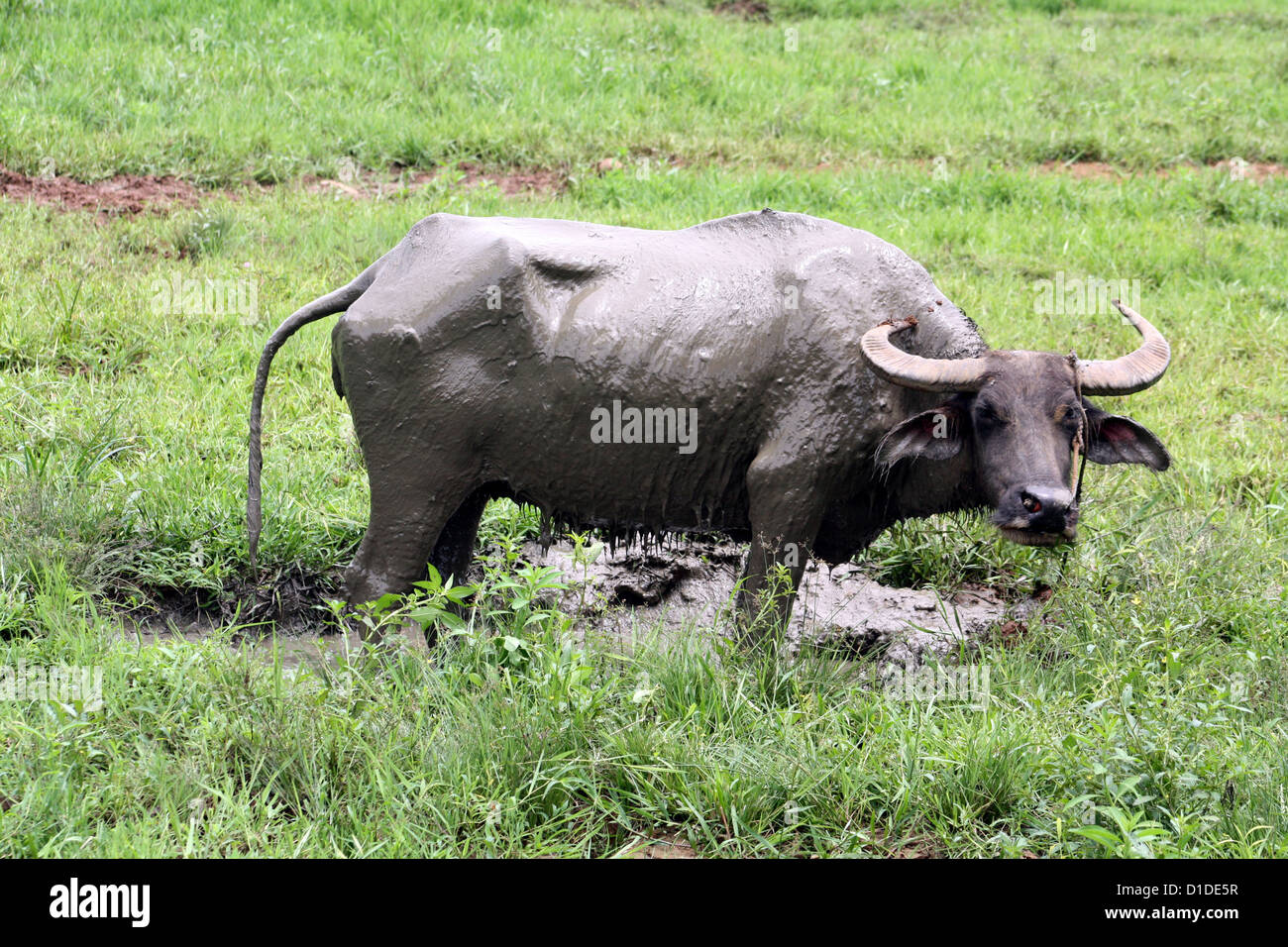 Carabao sind in der Regel verbunden mit den Landwirten, den Bauernhof Tier Wahl zum Ziehen des Pfluges und der Produkte Warenkorb Stockfoto