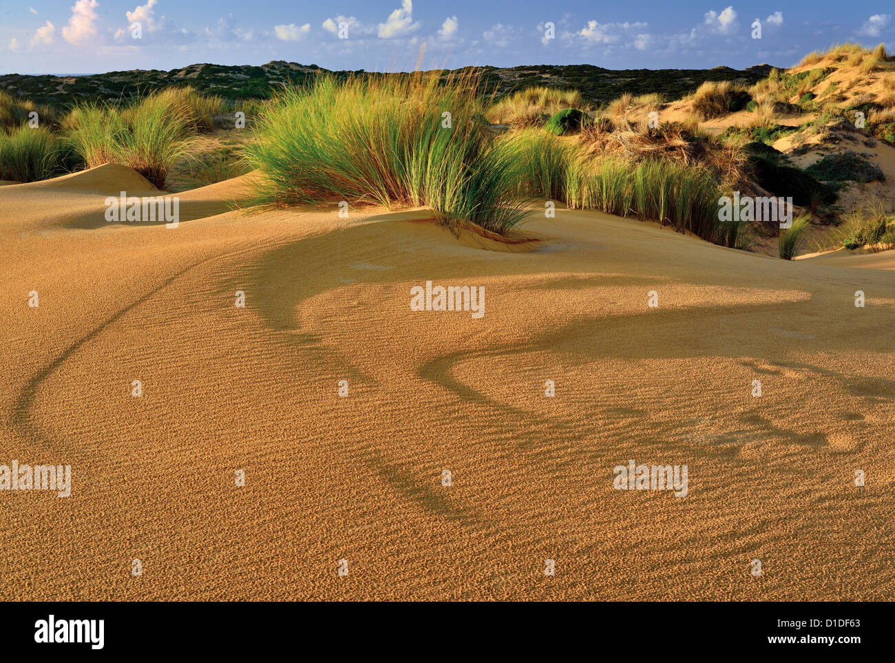 Portugal, Algarve: Sand Formationen und Dünenvegetation am Strand Praia da Bordeira Stockfoto