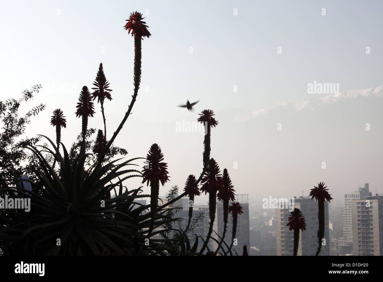 Kolibri sammelt Nektar aus den Blüten auf der Oberseite Santa Lucia Hilltop Park, Santiago, Chile, Südamerika Stockfoto