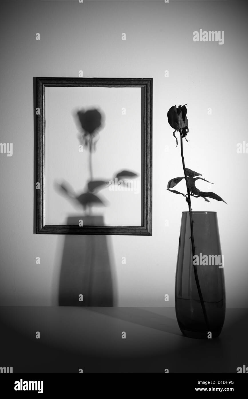 eine rote rose in einer Vase mit dem Schatten, gerahmt Stockfoto