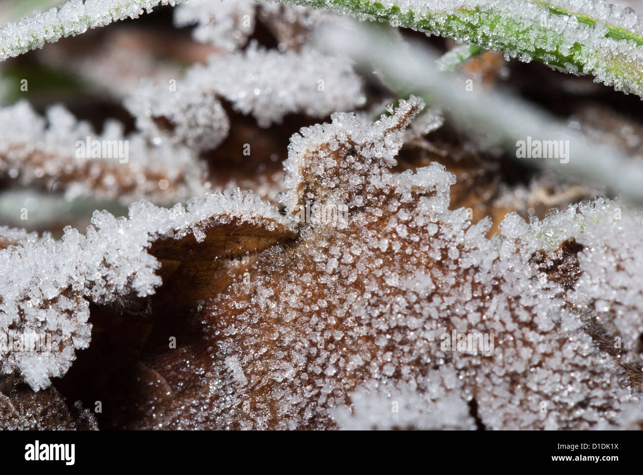 Eine Nahaufnahme von weißen Raureif über Garten Blattsänfte. Stockfoto