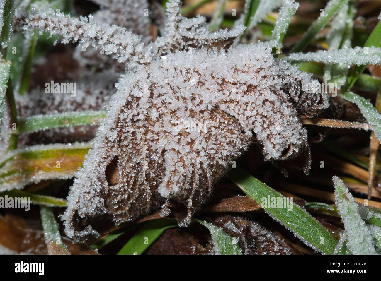 Eine Nahaufnahme von weißen Raureif über Garten Blattsänfte. Stockfoto