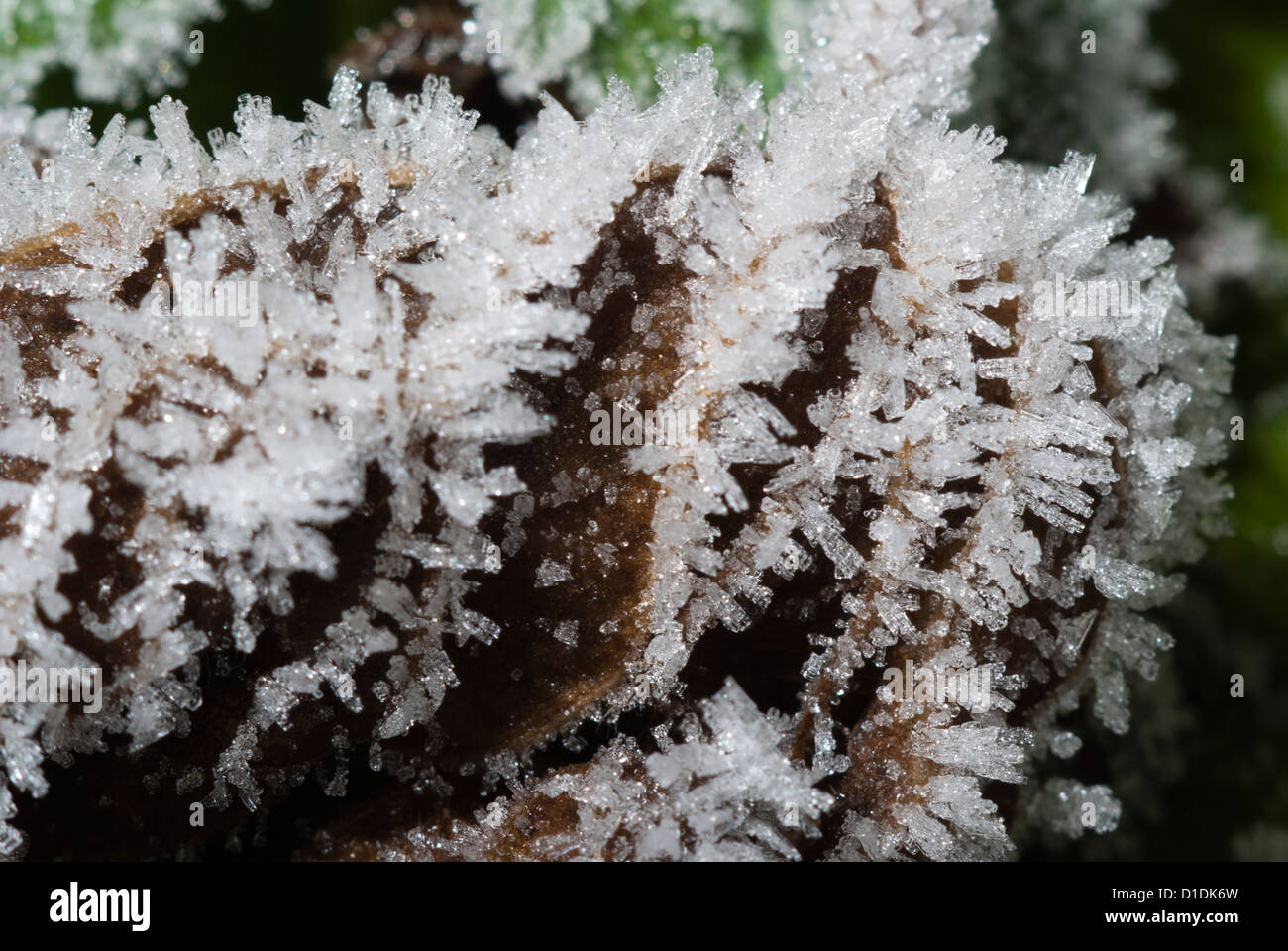 Eine Nahaufnahme von weißen Raureif auf Garten Blattsänfte. Stockfoto