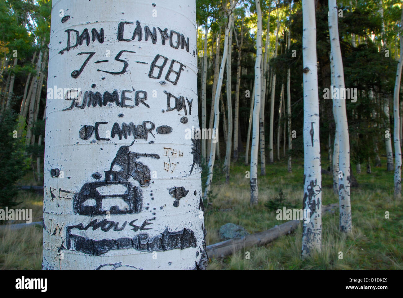 Graffiti in aspen Baumstamm im nördlichen Arizona geschnitzt. Stockfoto