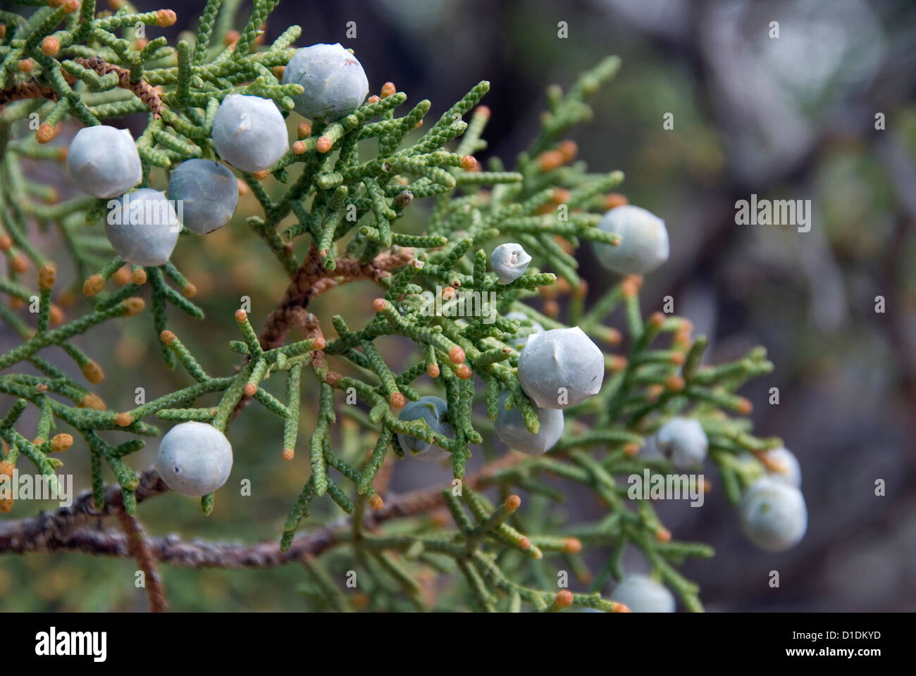 Beeren auf einen Ginsterstrauch in Canyonlands National Park, Utah. Stockfoto