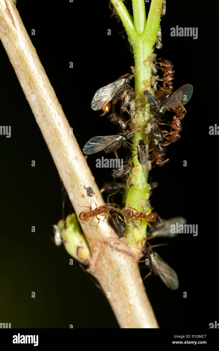 Makro-Ameisen und Blattläuse auf grünem Stiel Stockfoto