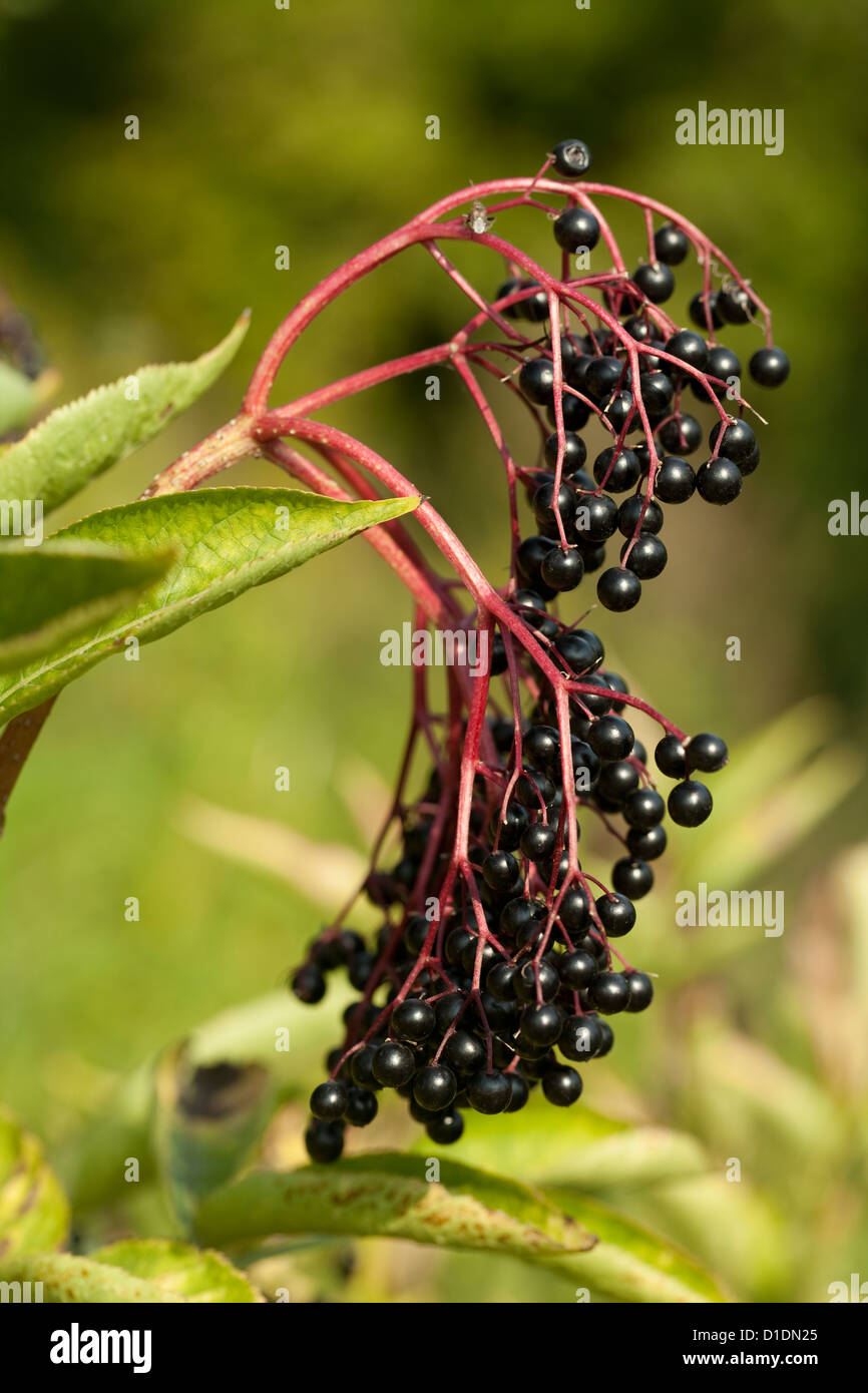 schwarzen Früchten Holunder auf Hintergrund grüne Blatt Stockfoto