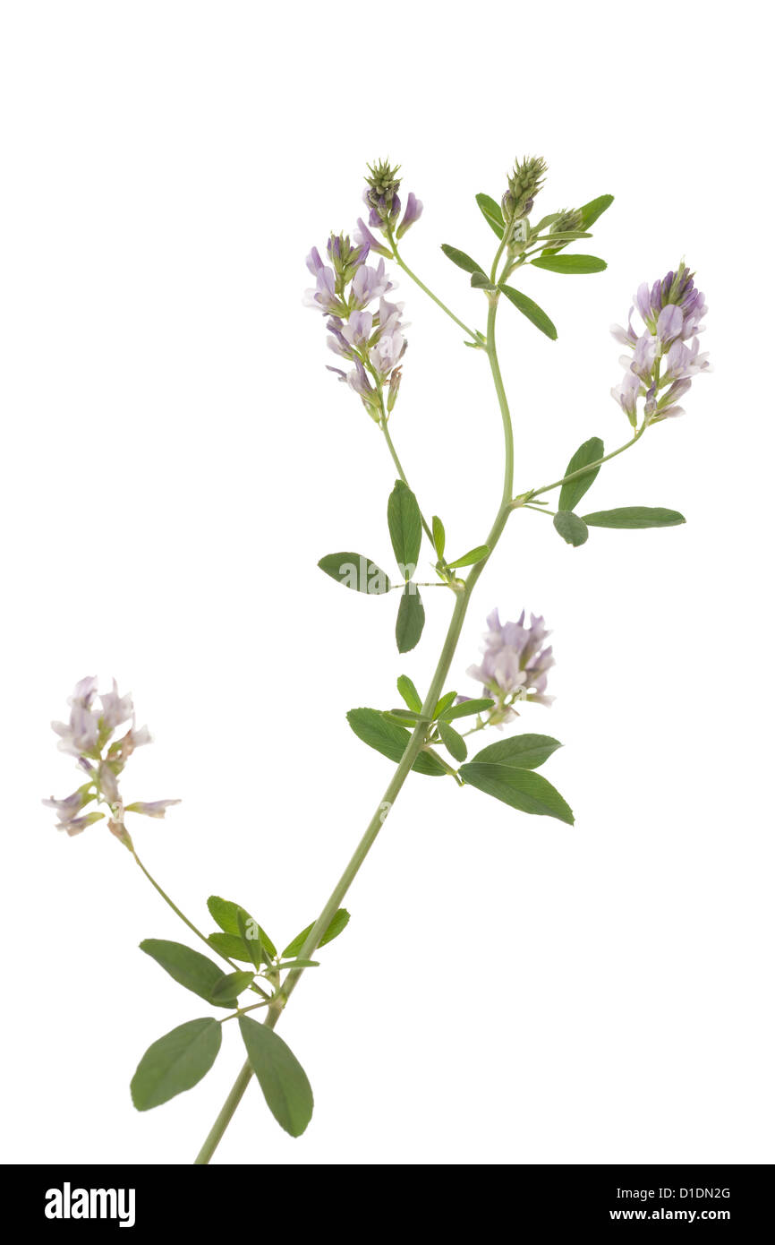 Blume-Luzern (Medicago Sativa) auf weißem Hintergrund Stockfoto