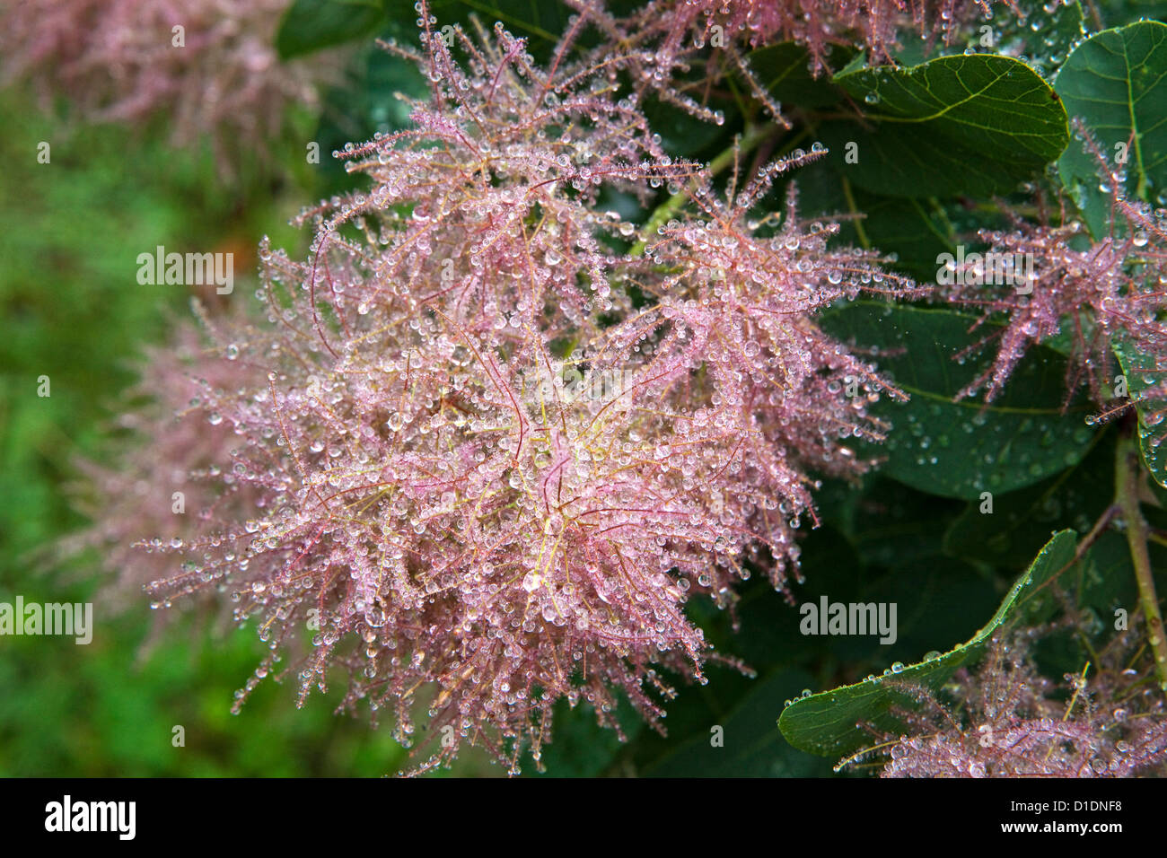 Cotinus Coggygria junge Dame Blütenständen bedeckt mit Tautropfen. Stockfoto