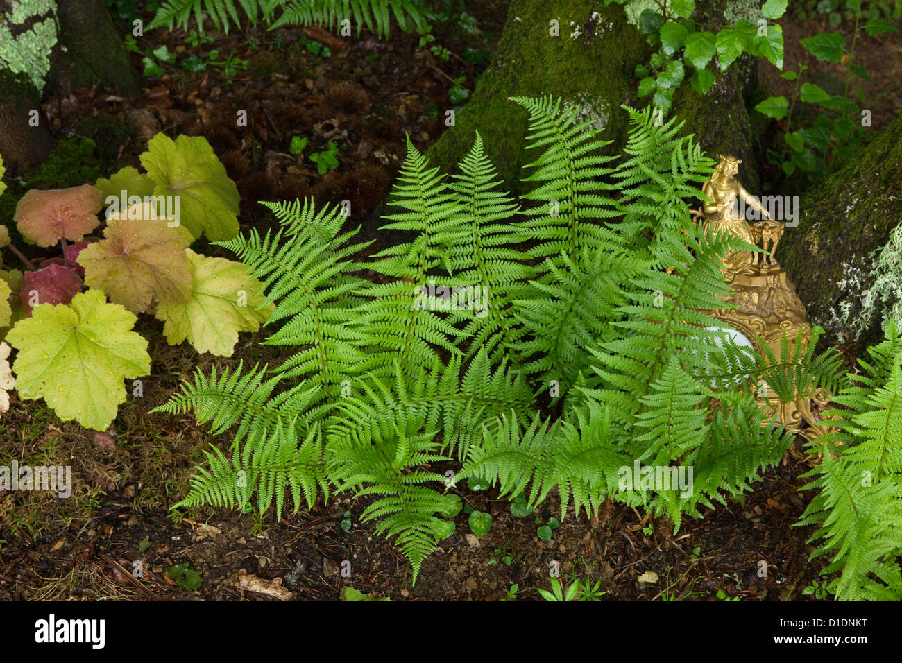 Hautnah auf Heuchera Southern Comfort Dryopteris Farne in einem privaten Garten unter mit Holz und alte Uhr Stockfoto