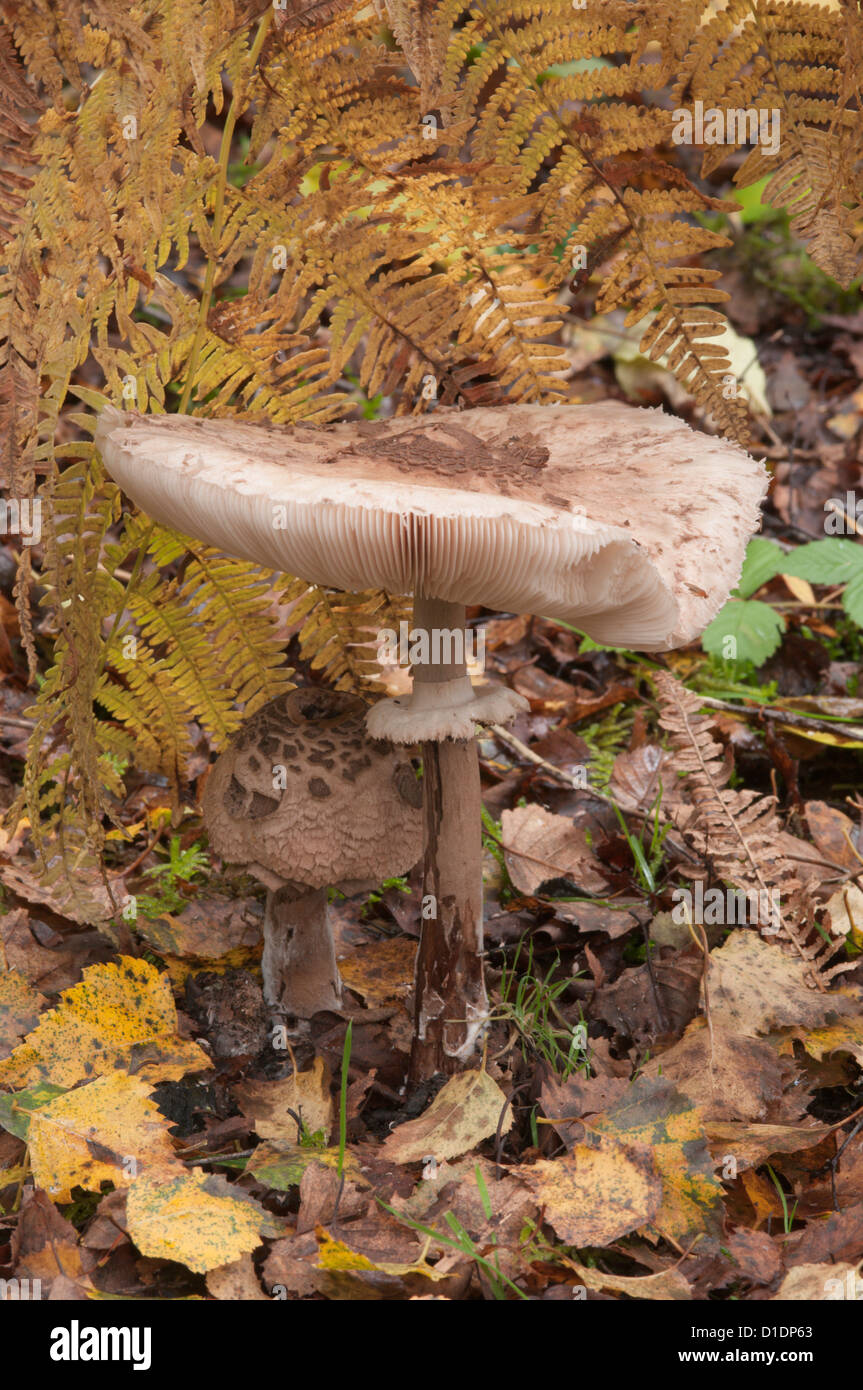 Parasol-Pilz (Macrolepiota Procera) im Wald unter Bracken. Oktober. West Sussex, UK. Stockfoto