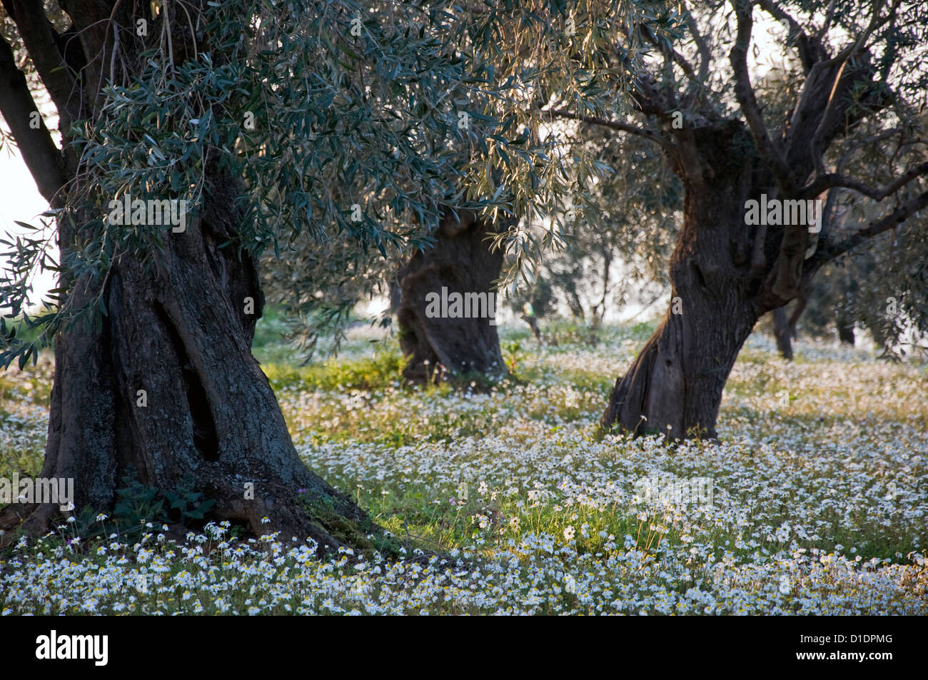 Olivenhain in Frühling (Halbinsel Pilion, Thessalien, Griechenland) Stockfoto