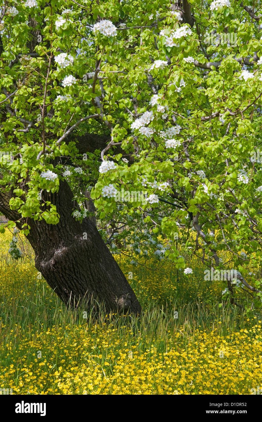 Blühender Birnbaum (Pyrus Communis) auf gelb blühenden Wiese Stockfoto