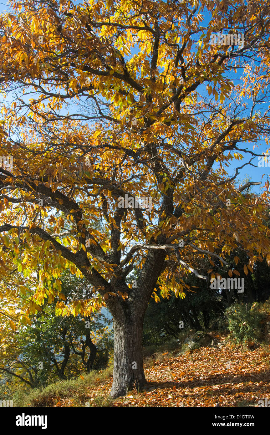 Kastanie (Castanea Sativa) mit Herbstlaub Stockfoto