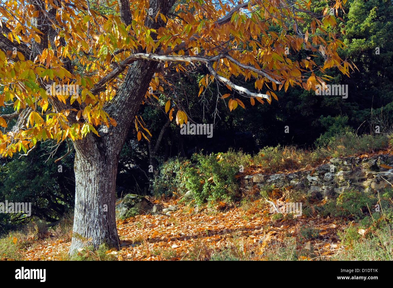 Kastanie (Castanea Sativa) mit Herbstlaub Stockfoto