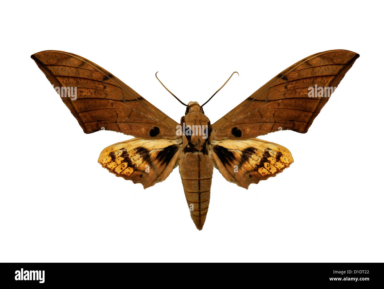 Falke-Motte, Ambulyx Pryeri, Sphingidae. Süd-Ost-Asien. Montierten Probe. Foto/Ausschnitt. Stockfoto