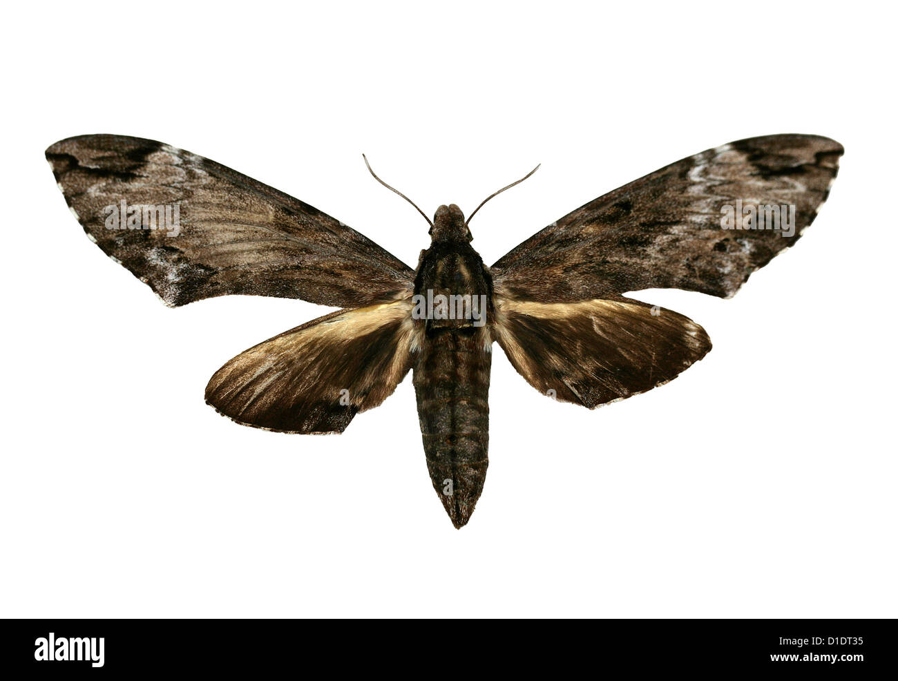 Australische Liguster Hawk Moth, Psilogramma Menephron, Sphingidae. Nord-Australien und Papua Neuguinea. Montierten Probe Ausschnitt Stockfoto