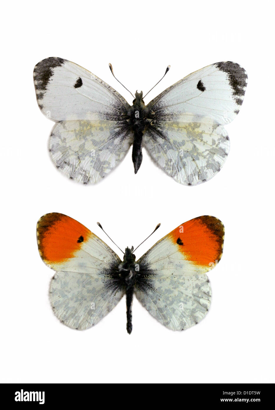 Orange-Tip Schmetterlinge, Anthocharis Cardamines, Pieridae, Lepidoptera. Buchse (oben), Stift (unten). Montierte Exemplare. Ausschnitt. Stockfoto