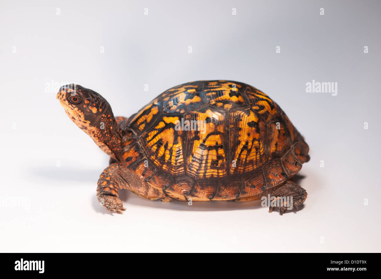 östliche Kasten-Schildkröte, Terrapene Carolina carolina Stockfoto