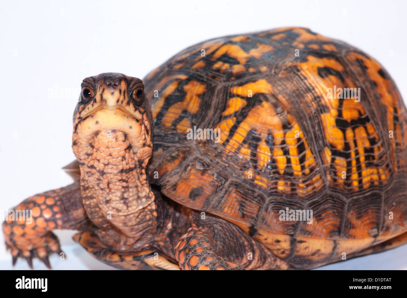östliche Kasten-Schildkröte, Terrapene Carolina carolina Stockfoto
