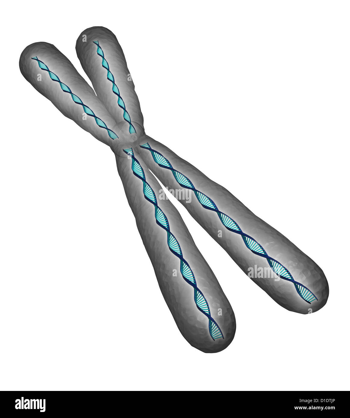 Illustration des menschlichen Chromosoms Stockfoto