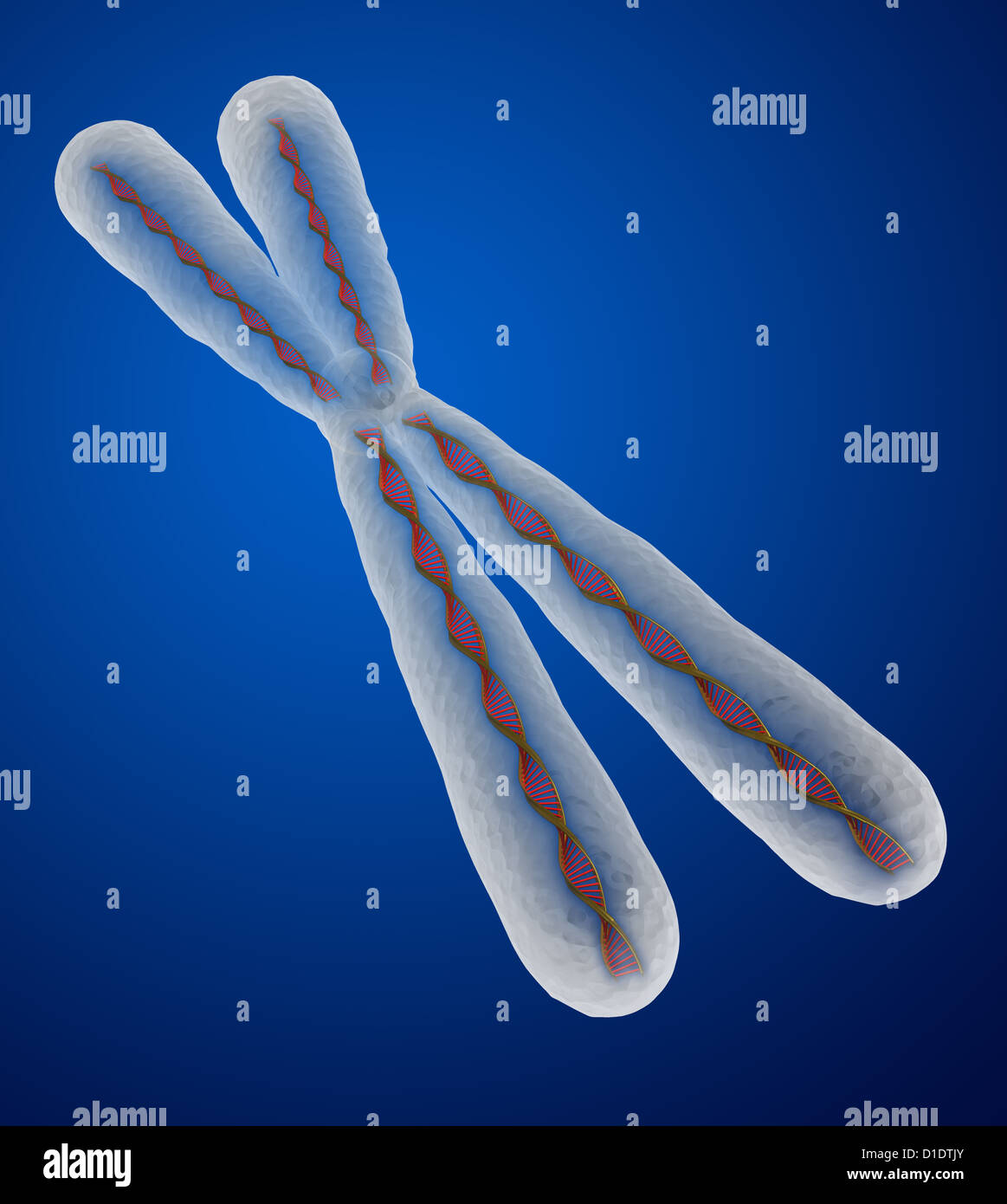 Illustration des menschlichen Chromosoms Stockfoto