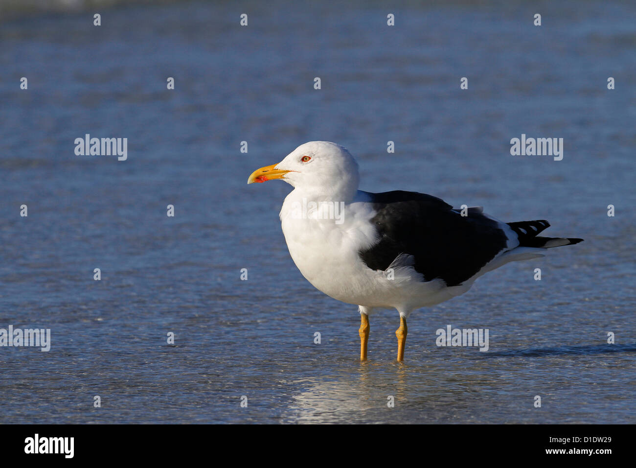 Geringerem Black-backed Gull (Larus Fuscus) Golf von Mexiko USA Stockfoto