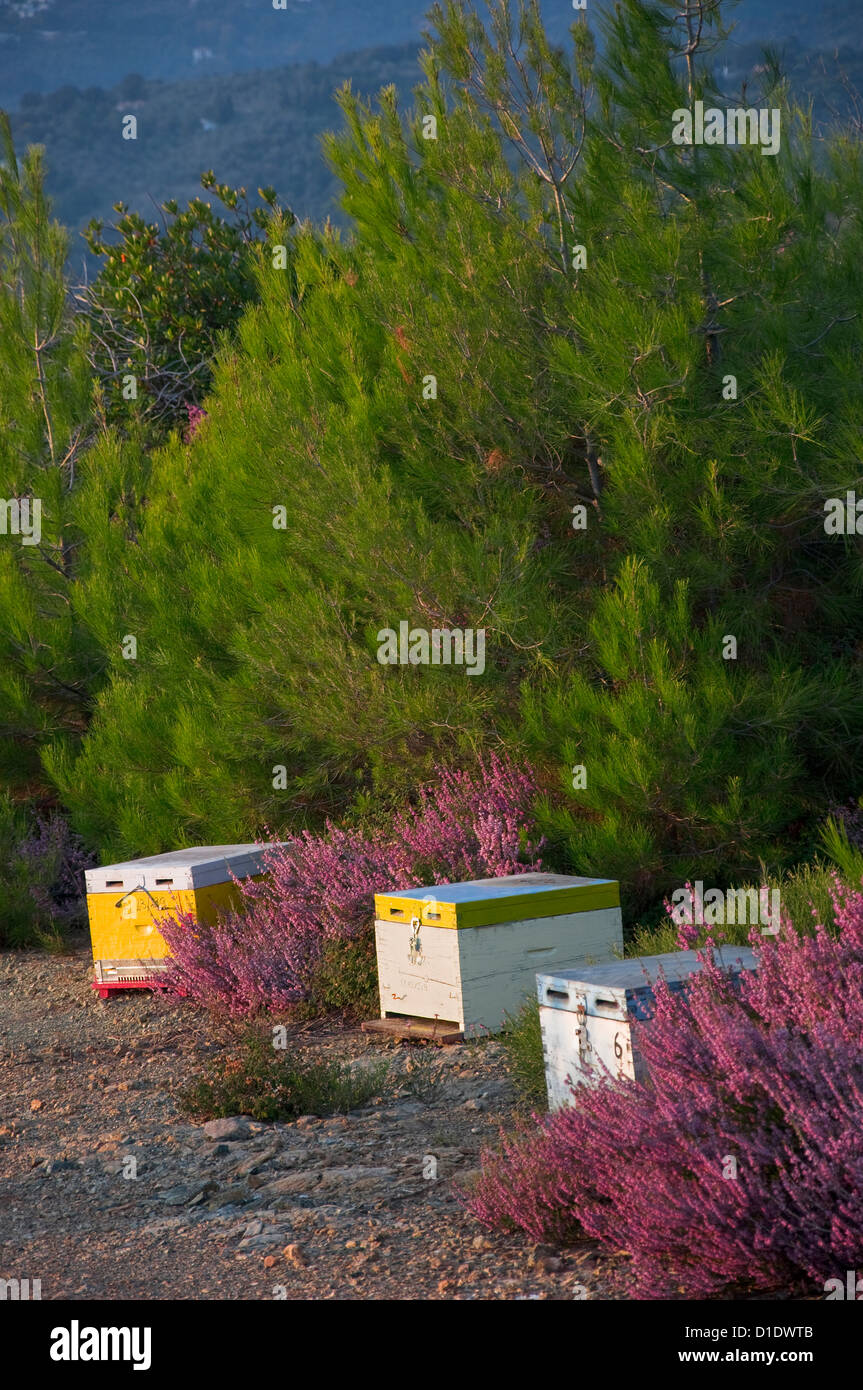 Bienenstöcke zwischen Klumpen von heather Stockfoto