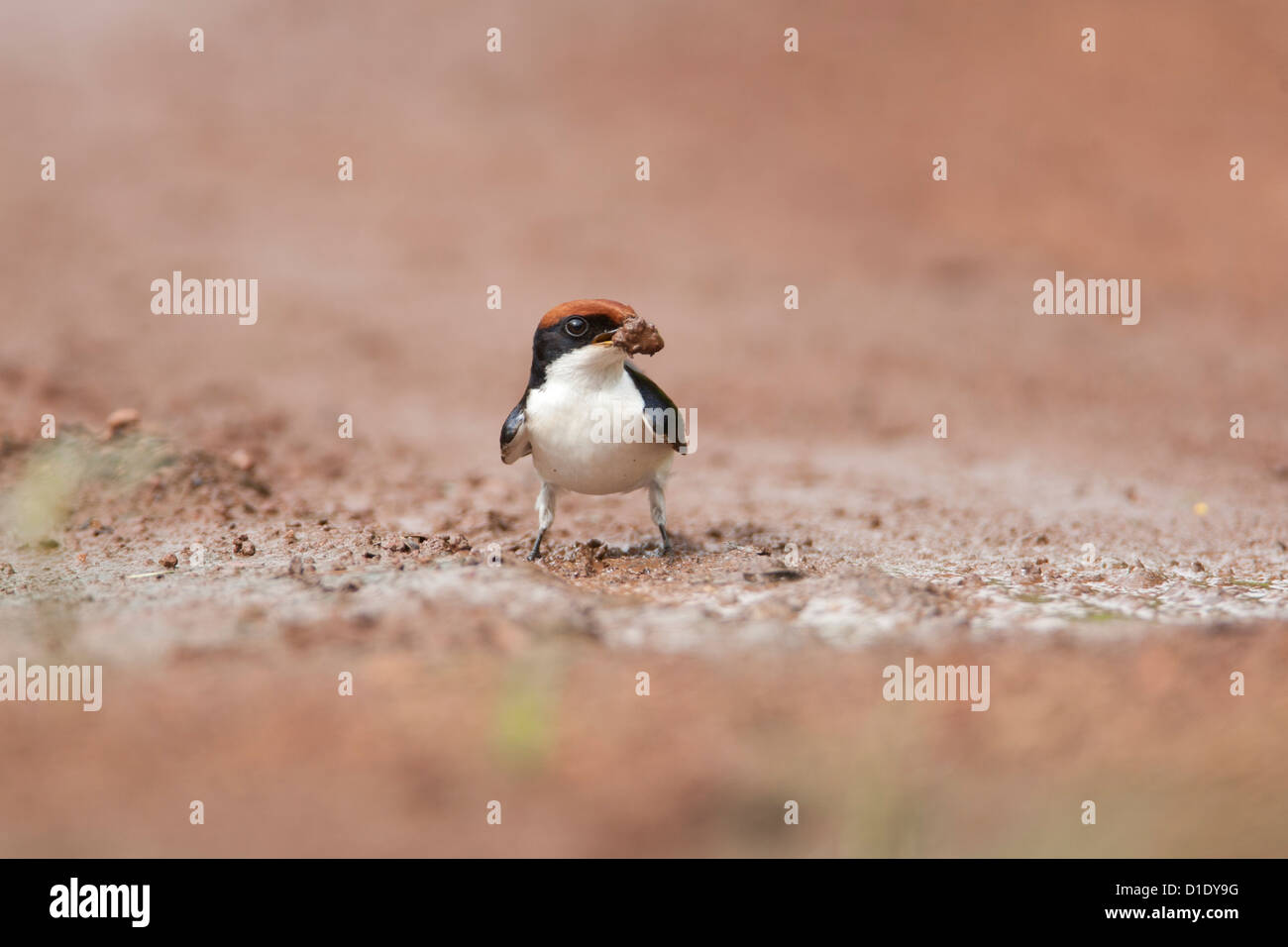 Draht-tailed Schwalbe Rotschlamm aus dem Boden zu bauen ihr Nest in der Nähe von Old Goa zu sammeln. Dies war nur während der Monsun in Indien Stockfoto