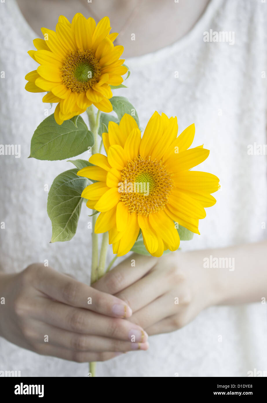 Frau halten Sonnenblumen Stockfoto